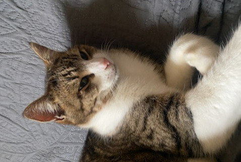 Vermisstmeldung Katze Männliche , 5 jahre Saint-Haon-le-Vieux Frankreich Vermisstmeldung Katze Männliche , 5 jahre Saint-Haon-le-Vieux Frankreich