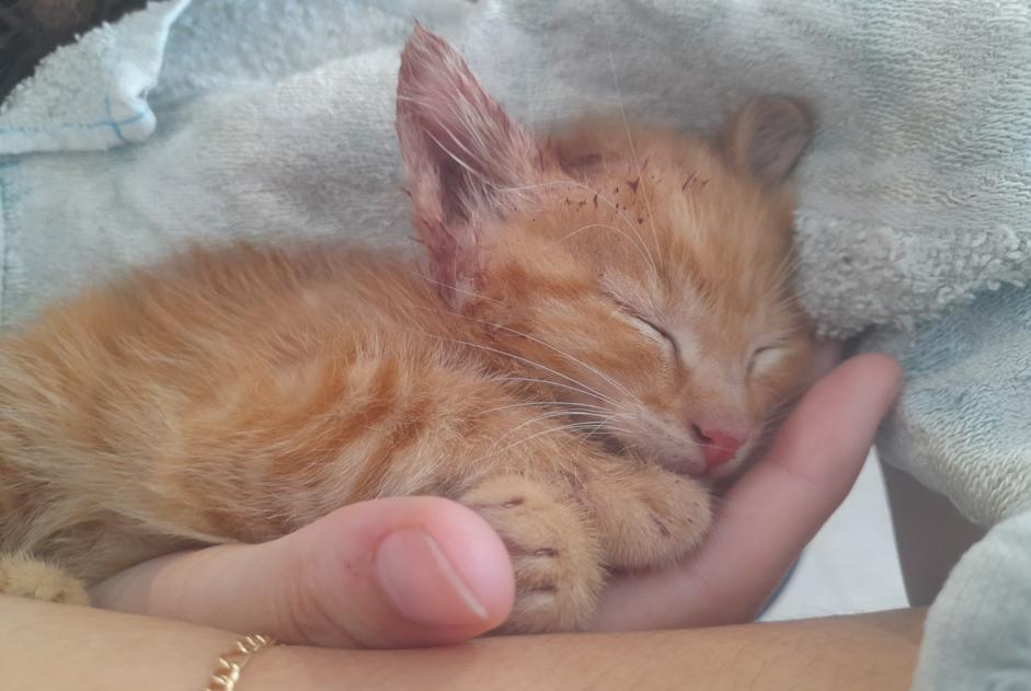 Alerte Découverte Chat Inconnu , Entre 1 et 3 mois Bourg-Argental France Alerte Découverte Chat Inconnu , Entre 1 et 3 mois Bourg-Argental France