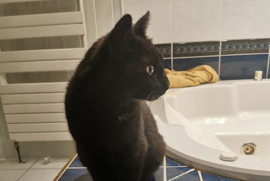 Alerte Découverte Chat Femelle Feurs France Alerte Découverte Chat Femelle Feurs France